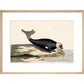 The Seal print in natural frame