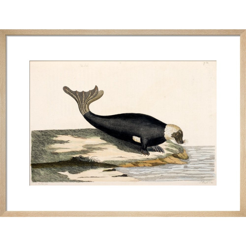 The Seal print in natural frame