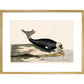 The Seal print in gold frame