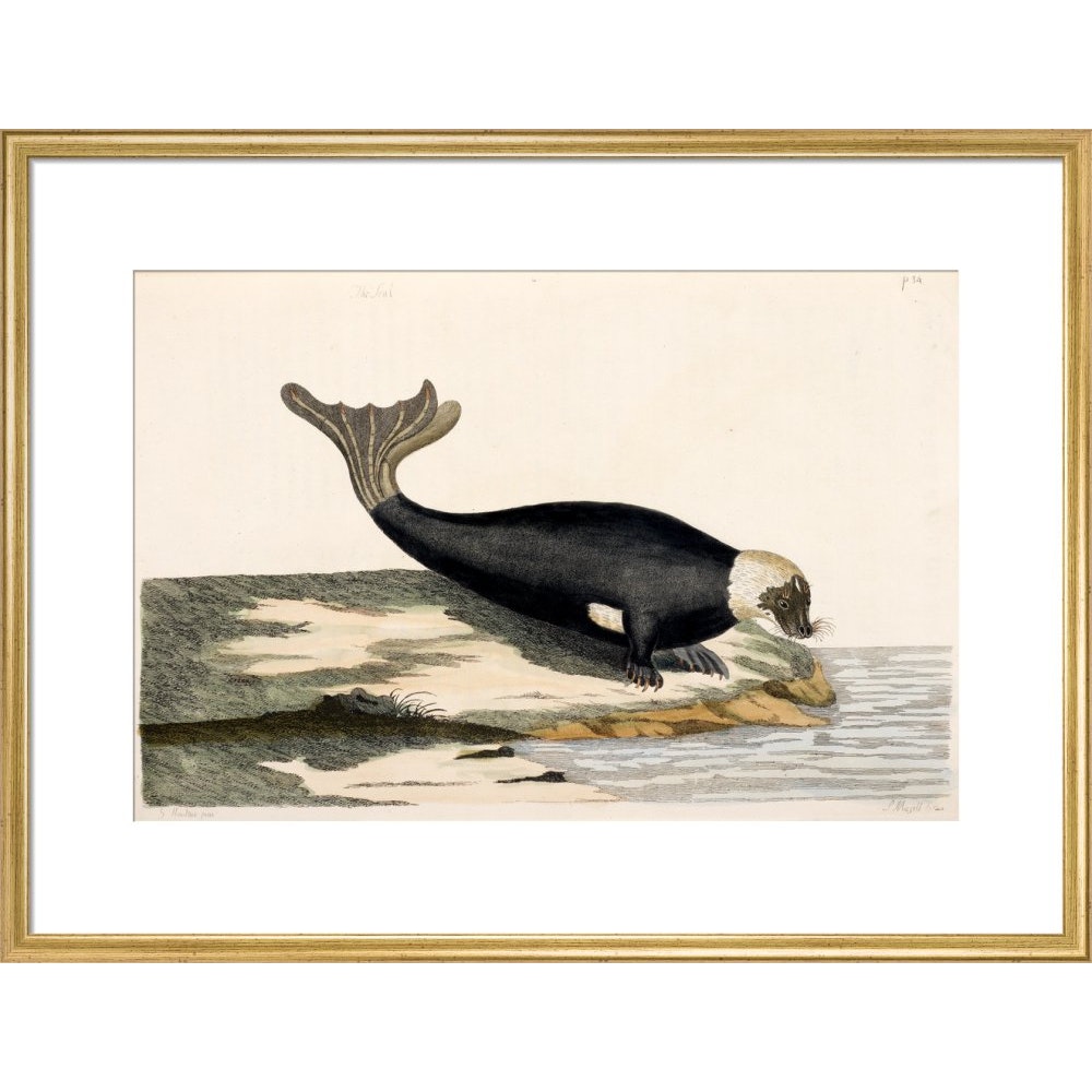 The Seal print in gold frame