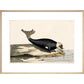 The Seal print in natural frame