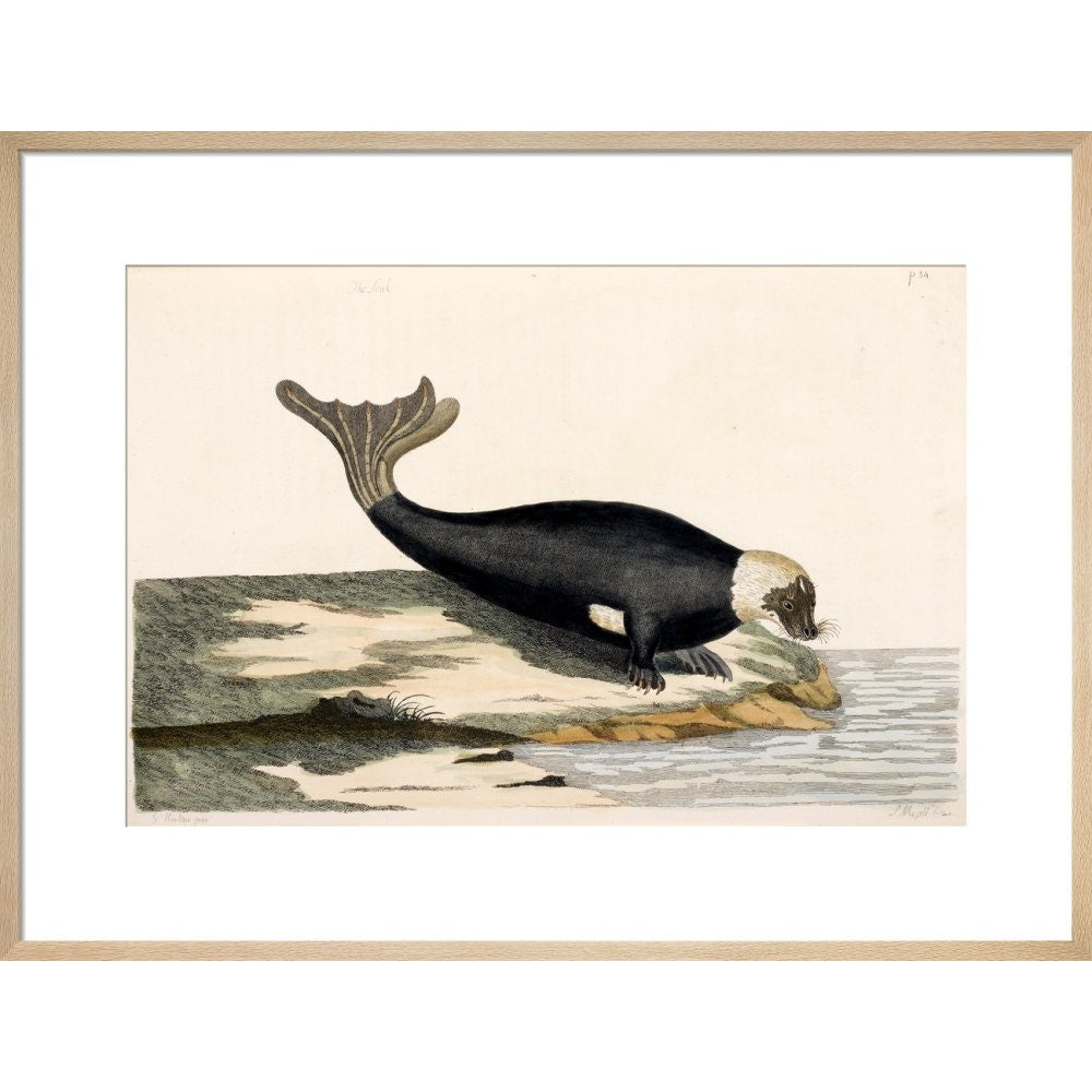 The Seal print in natural frame
