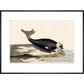 The Seal print in black frame