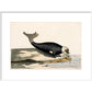 The Seal print in white frame