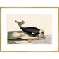 The Seal print in gold frame