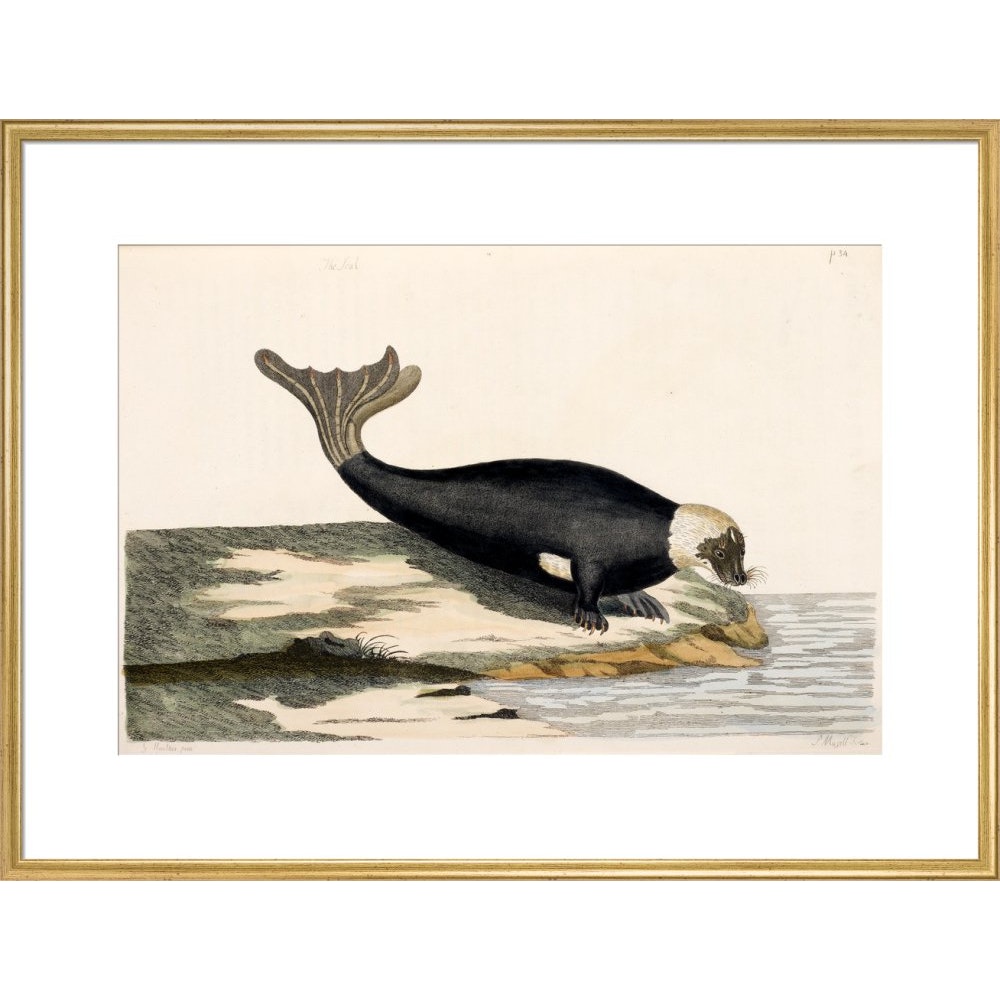 The Seal print in gold frame