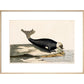 The Seal print in natural frame