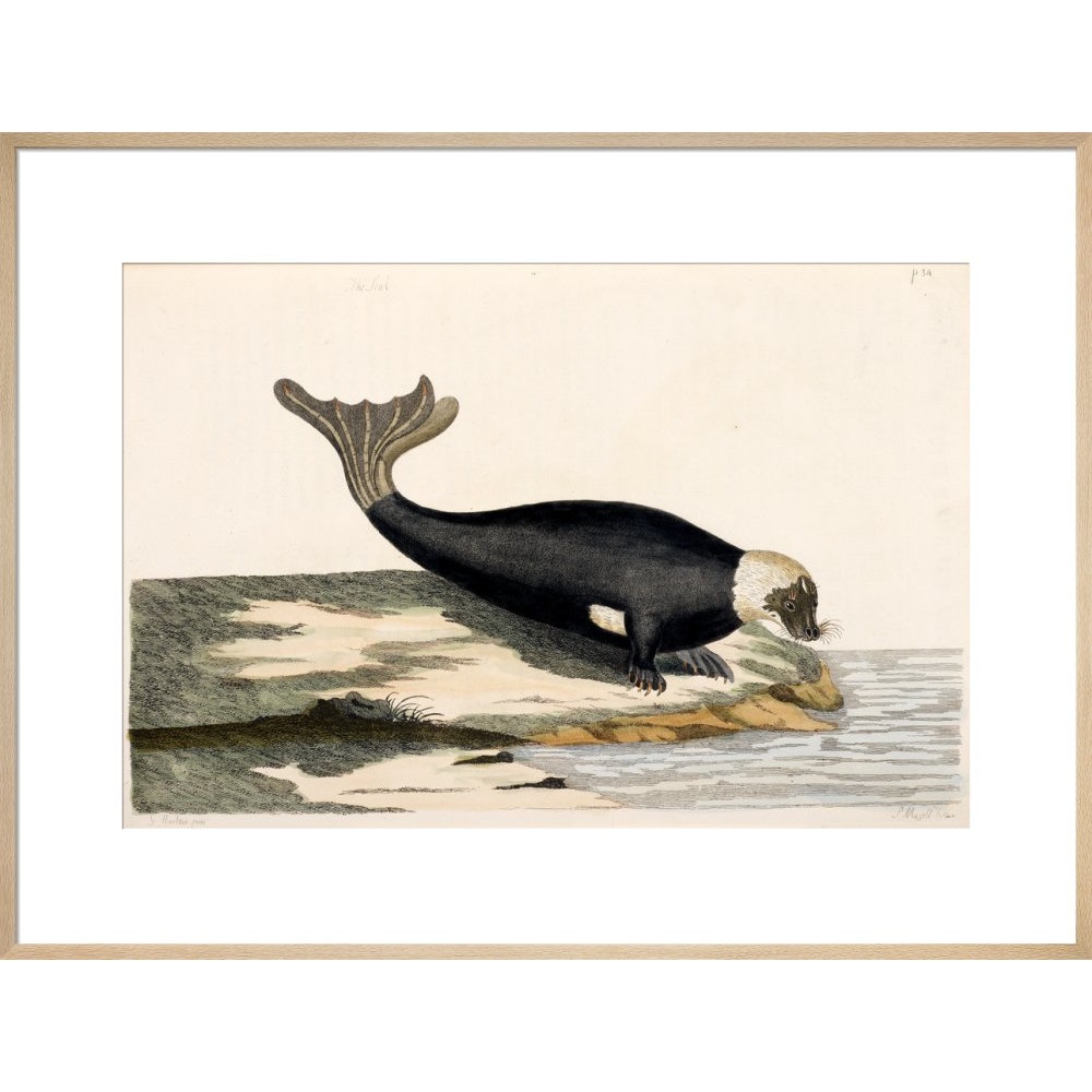 The Seal print in natural frame