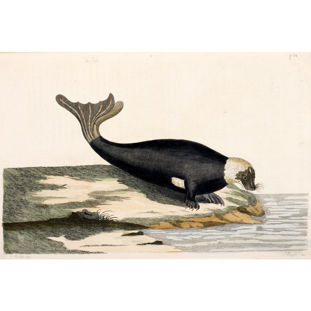 The Seal print