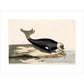 The Seal print unframed