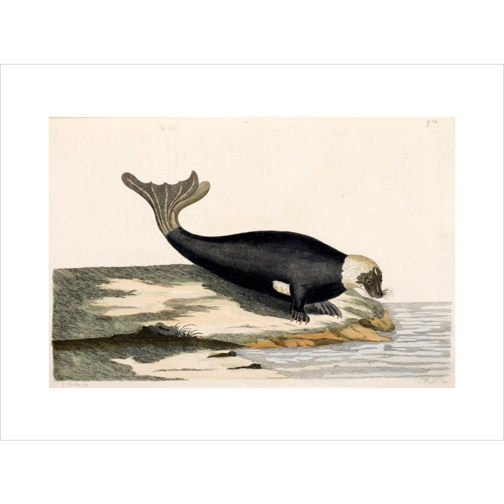 The Seal print unframed
