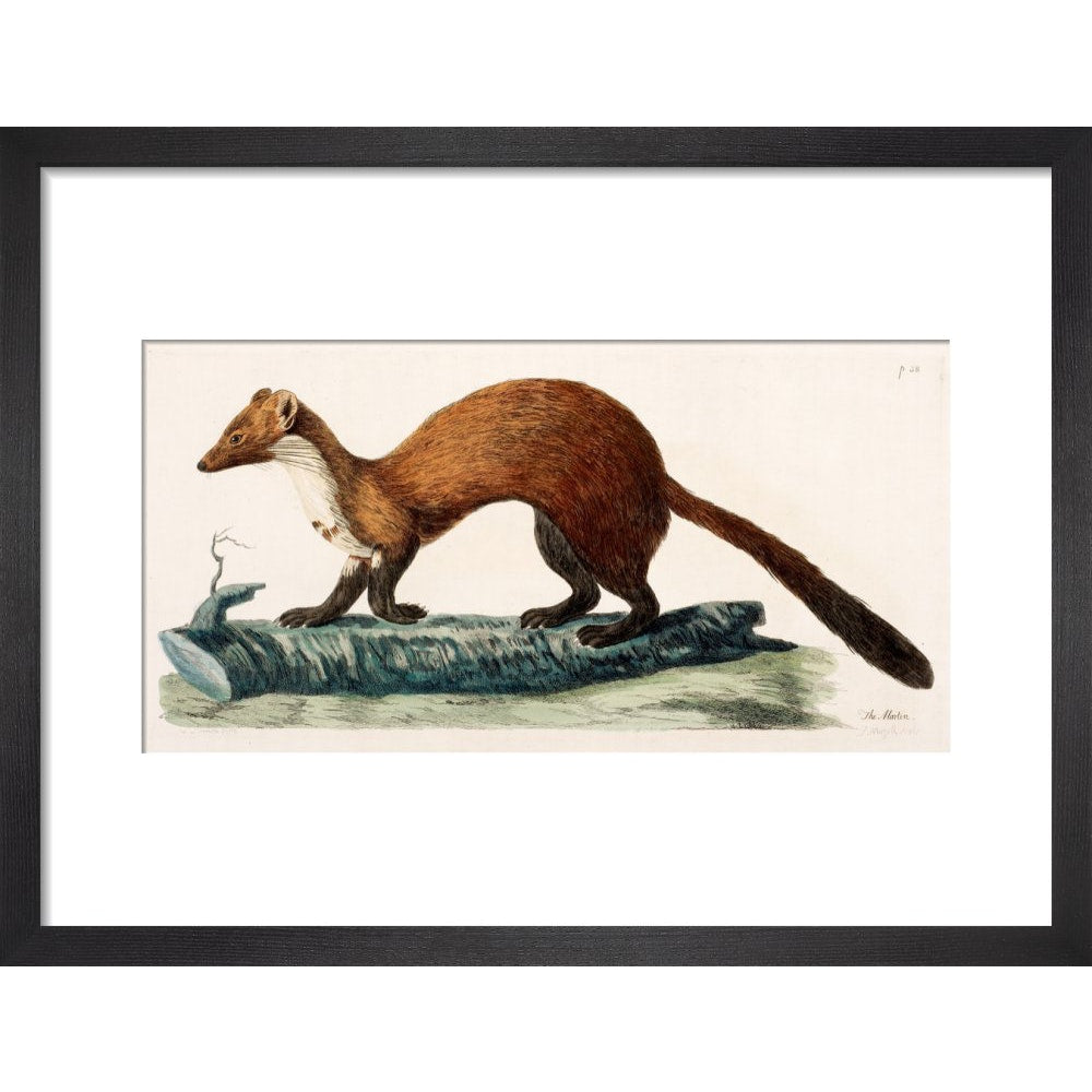 The Marten print in black frame