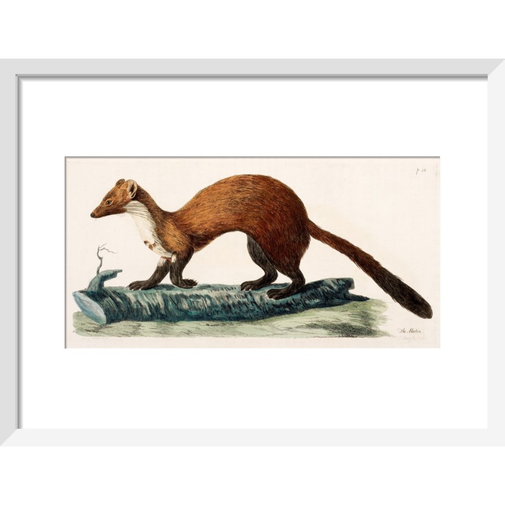 The Marten print in white frame