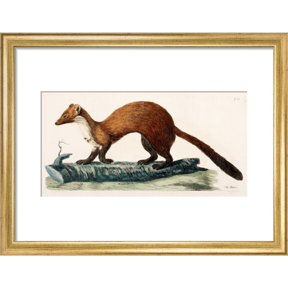 The Marten print in gold frame
