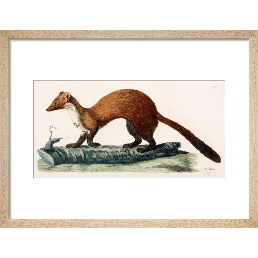 The Marten print in natural frame