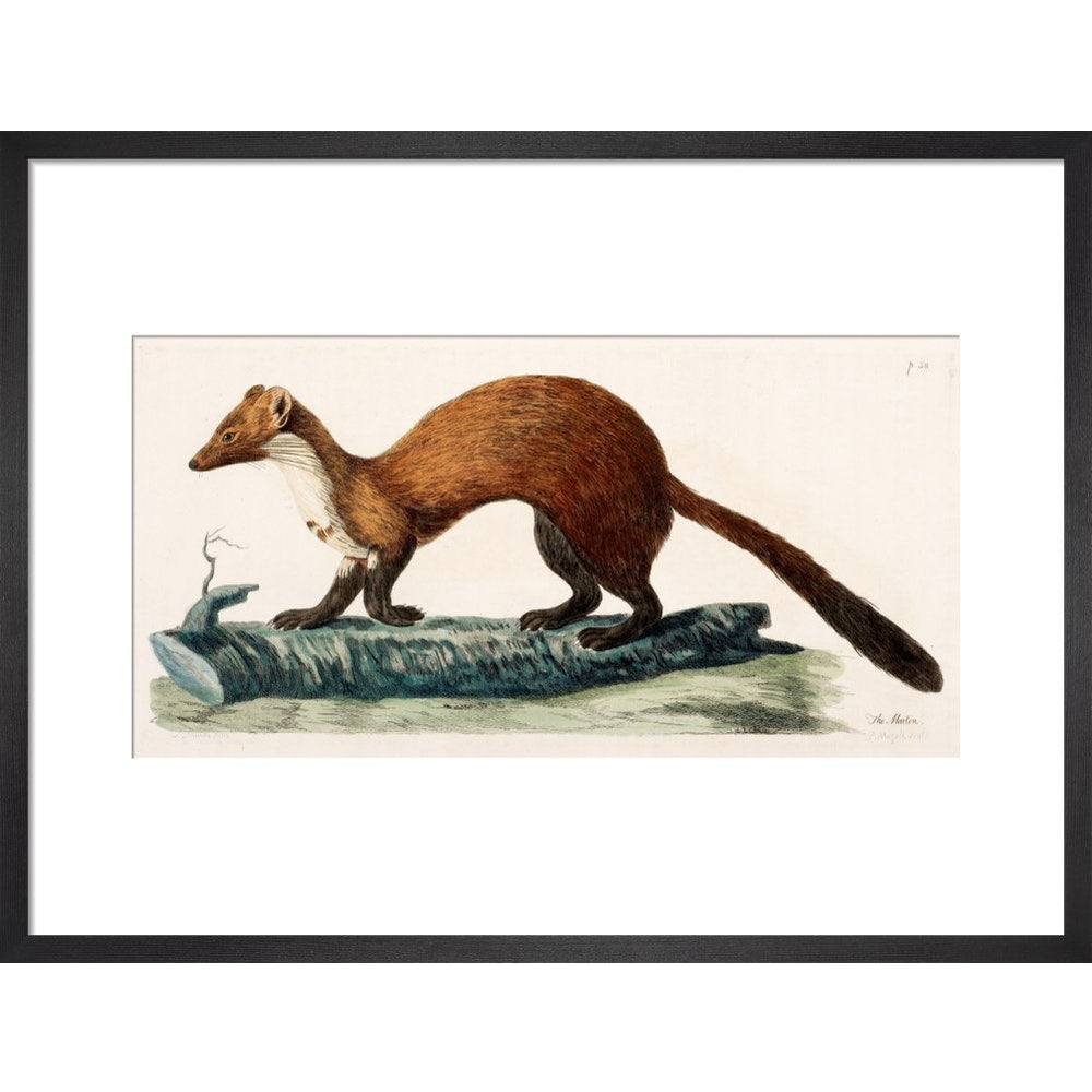 The Marten print in black frame