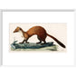 The Marten print in white frame