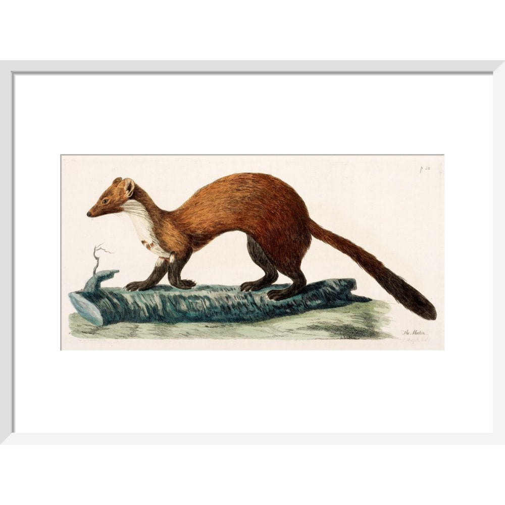 The Marten print in white frame