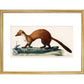 The Marten print in gold frame