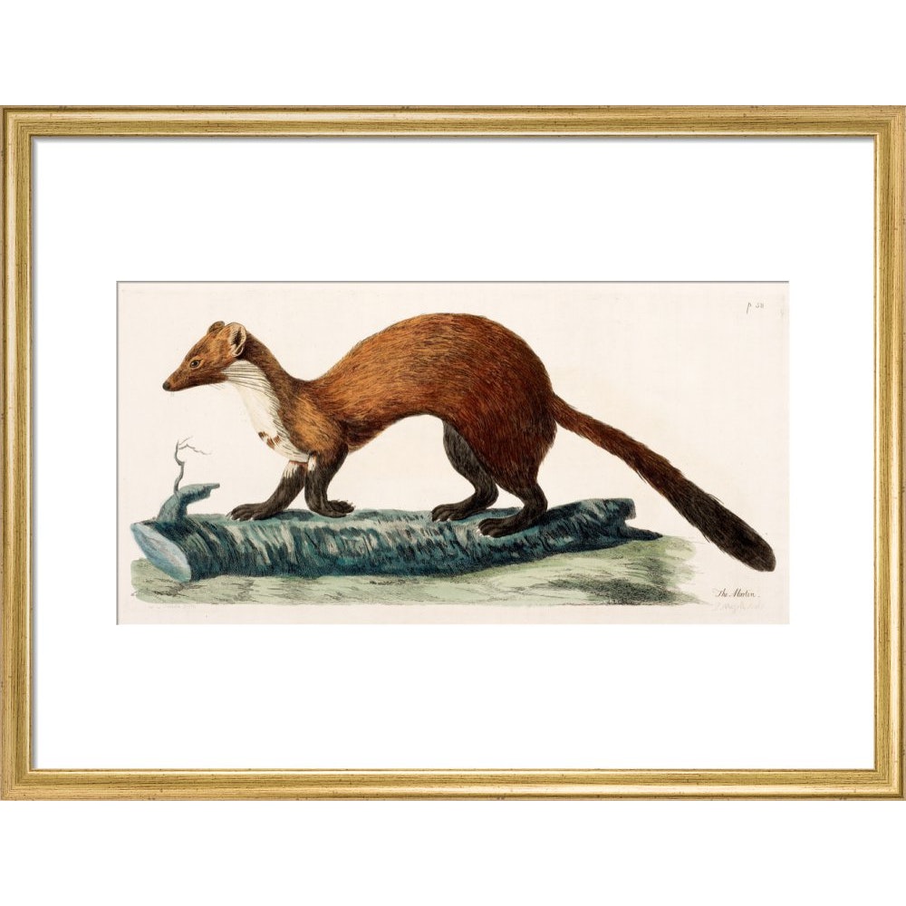 The Marten print in gold frame