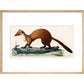 The Marten print in natural frame