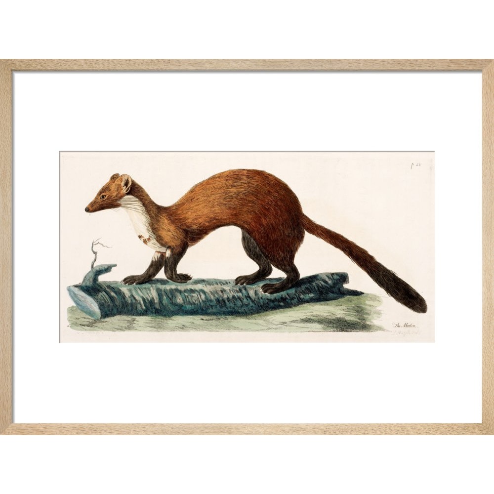 The Marten print in natural frame