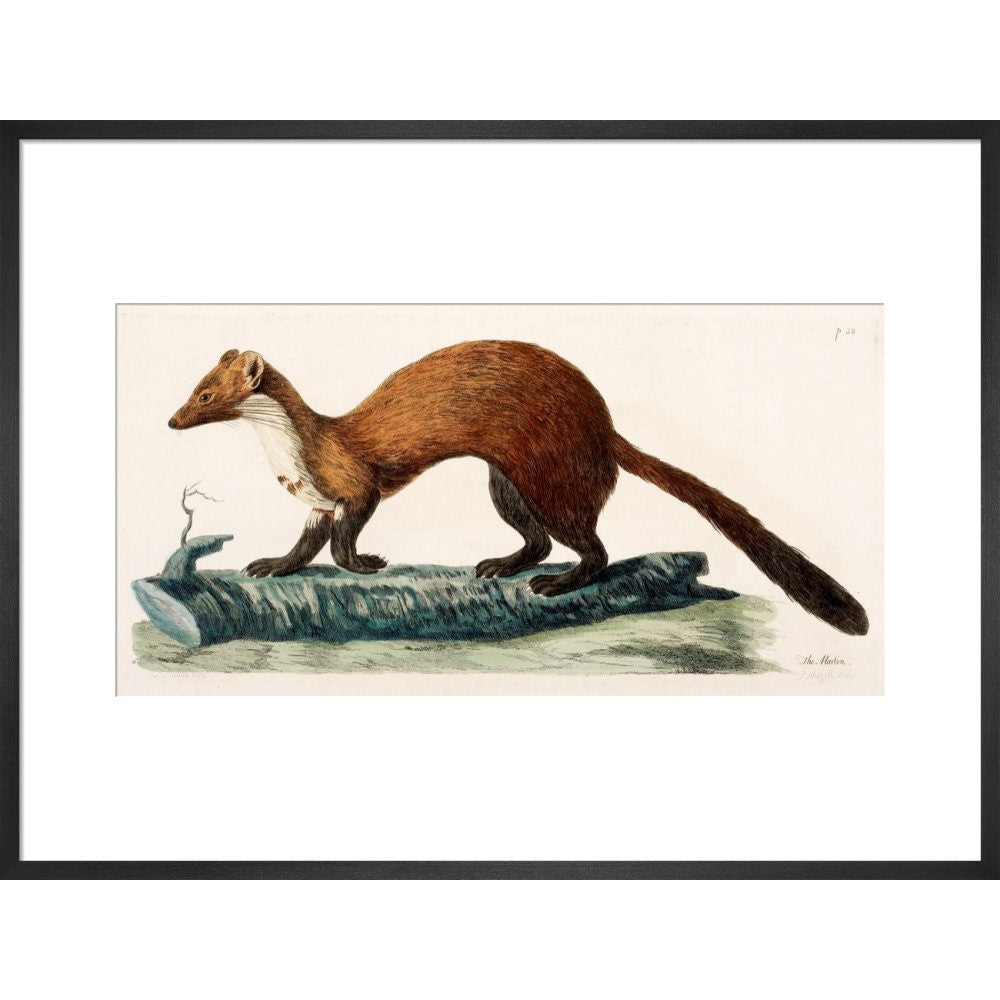 The Marten print in black frame
