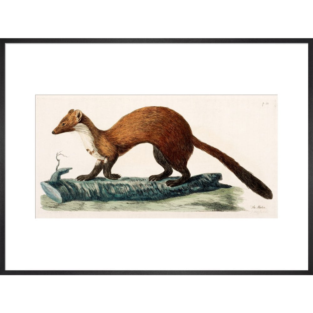 The Marten print in black frame