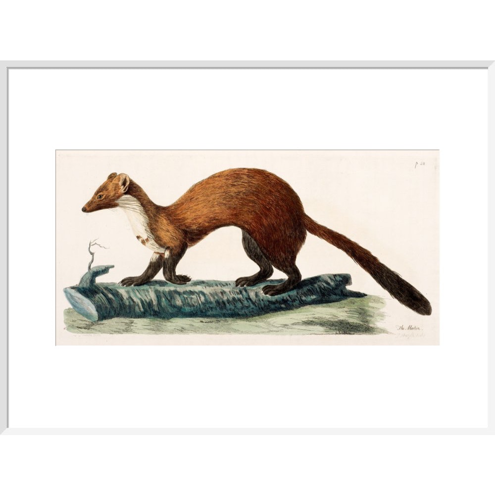 The Marten print in white frame