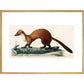 The Marten print in gold frame