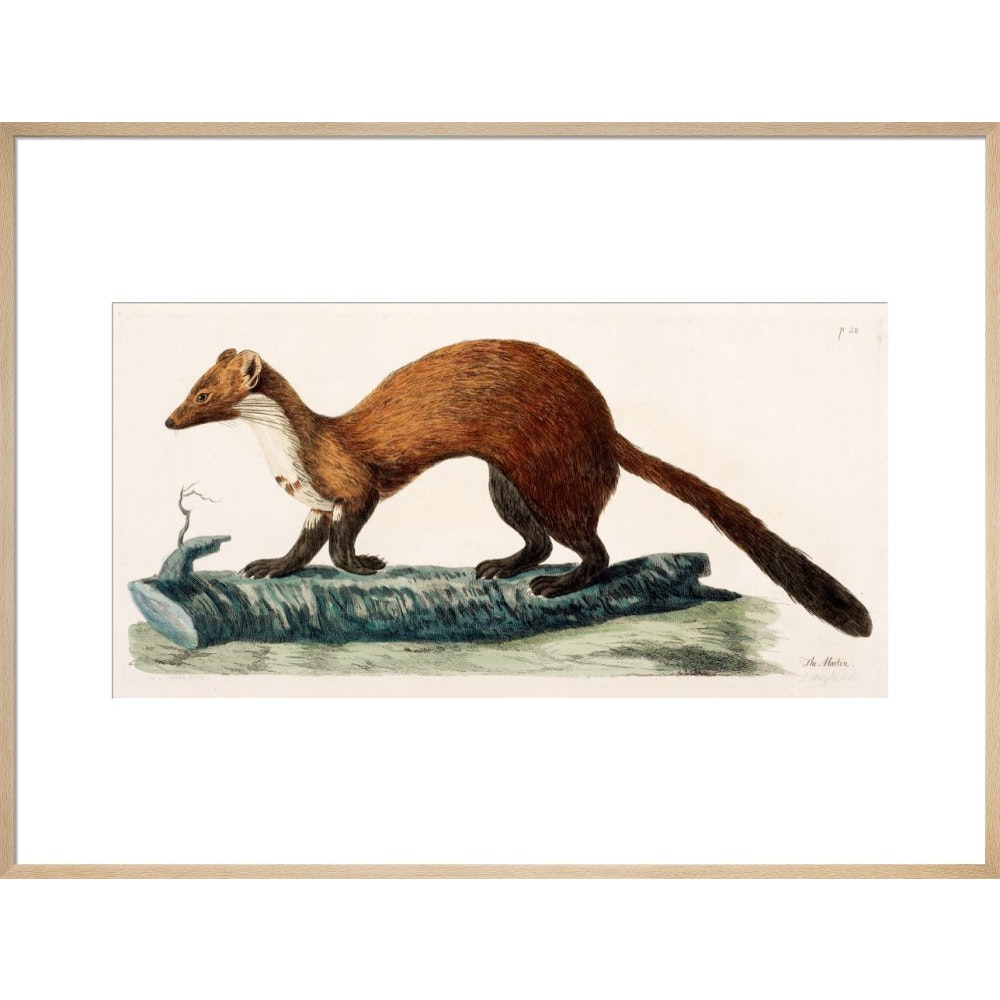 The Marten print in natural frame