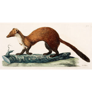 The Marten print