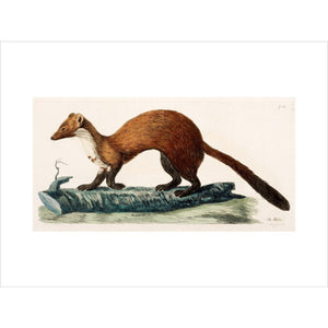 The Marten print unframed