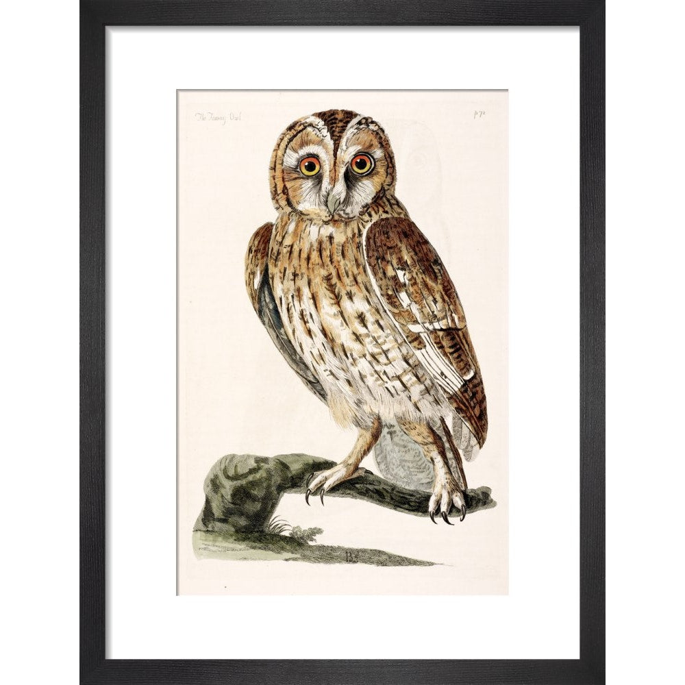 The Tawny Owl print in black frame