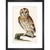 The Tawny Owl print in black frame