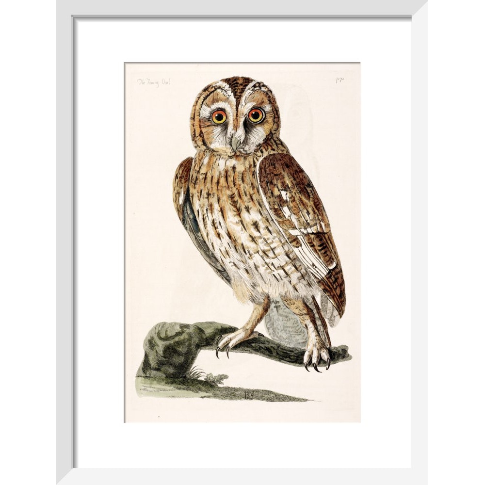 The Tawny Owl print in white frame