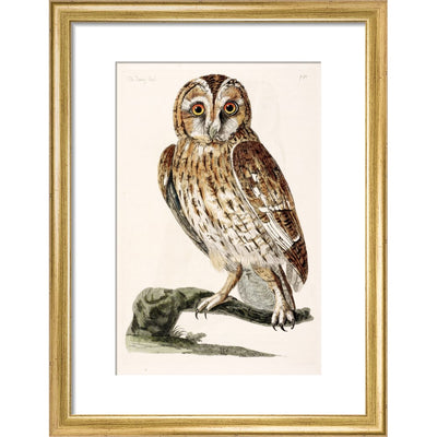 The Tawny Owl print in gold frame