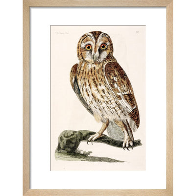 The Tawny Owl print in natural frame