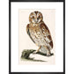 The Tawny Owl print in black frame