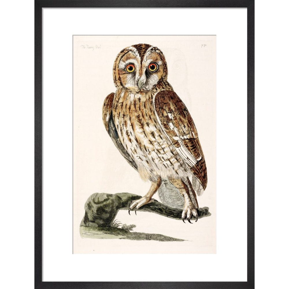 The Tawny Owl print in black frame