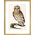 The Tawny Owl print in gold frame
