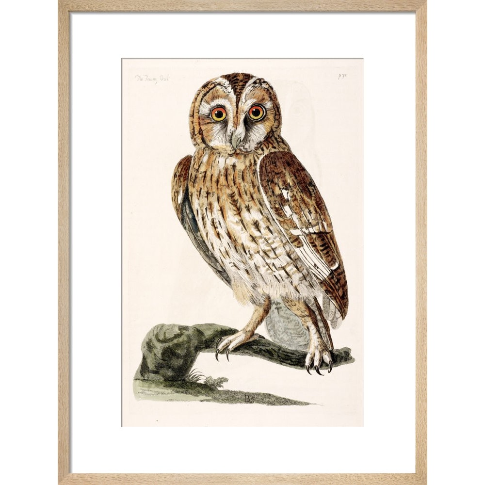 The Tawny Owl print in natural frame