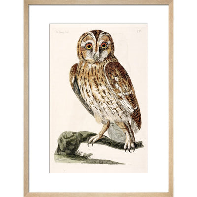 The Tawny Owl print in natural frame