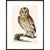 The Tawny Owl print in black frame