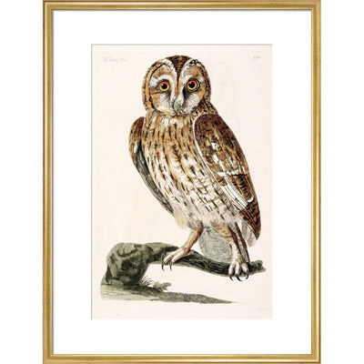 The Tawny Owl print in gold frame