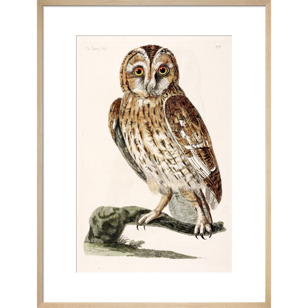 The Tawny Owl print in natural frame