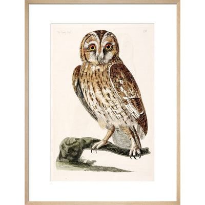 The Tawny Owl print in natural frame
