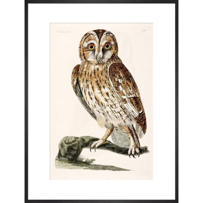 The Tawny Owl print in black frame