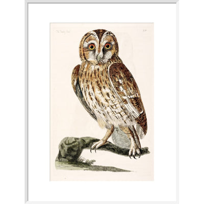 The Tawny Owl print in white frame