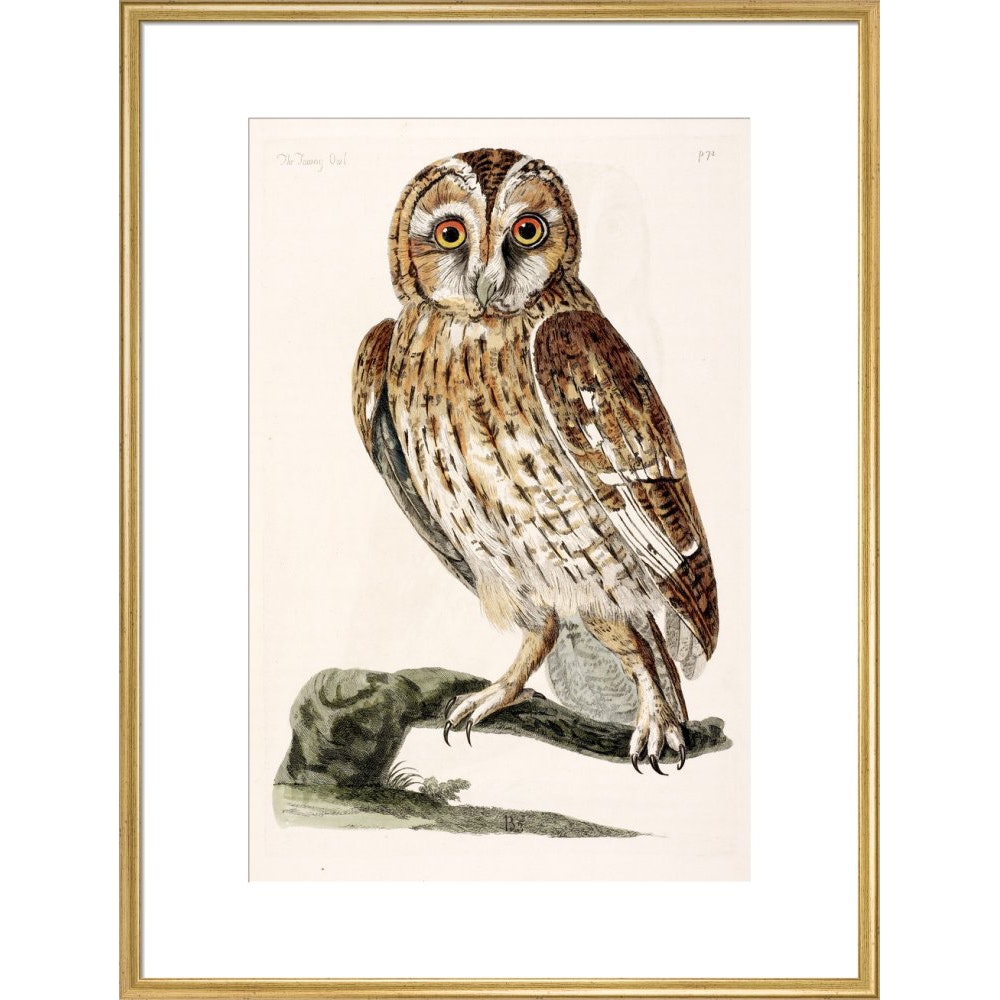 The Tawny Owl print in gold frame